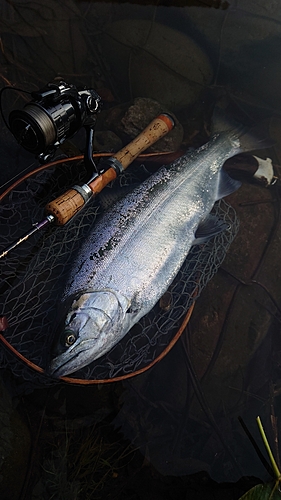 アマゴの釣果