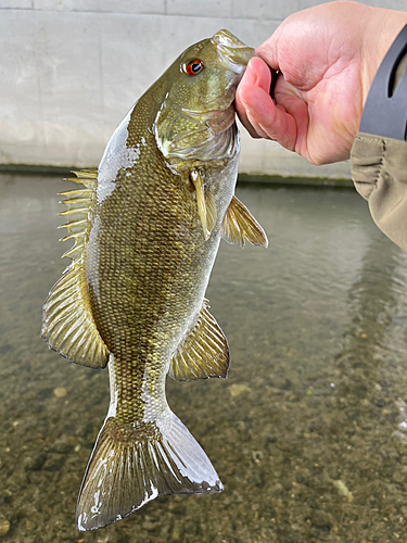 スモールマウスバスの釣果