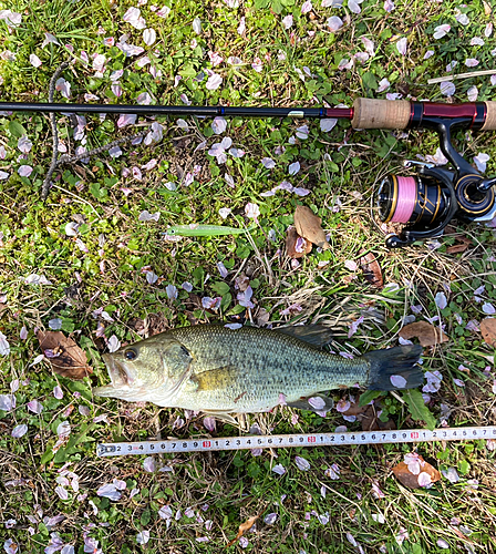 ブラックバスの釣果