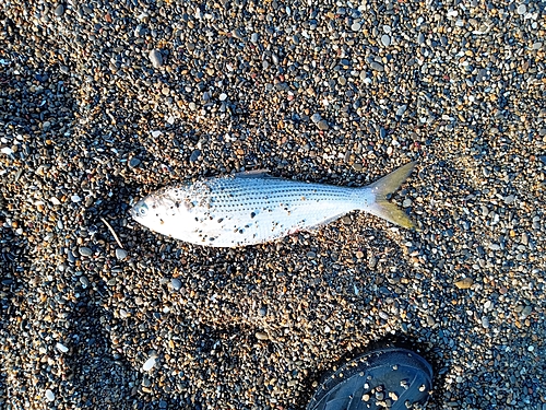 コノシロの釣果