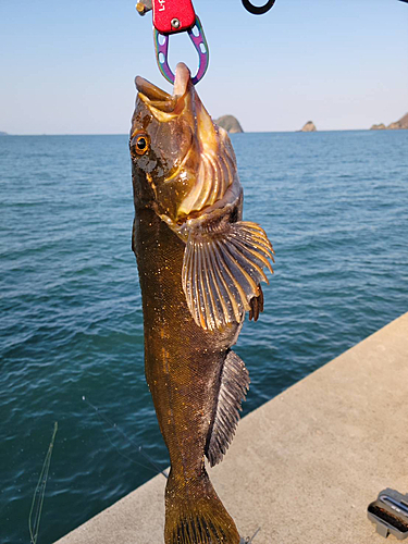 アイナメの釣果