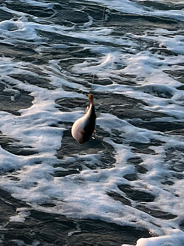 クサフグの釣果