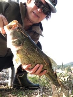 ブラックバスの釣果