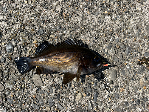 クロメバルの釣果