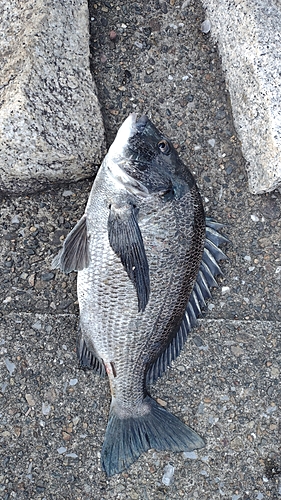 クロダイの釣果