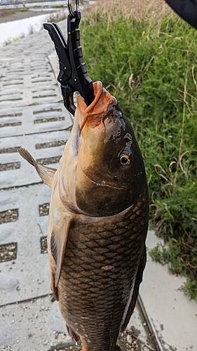 コイの釣果