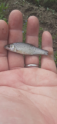 クチボソの釣果