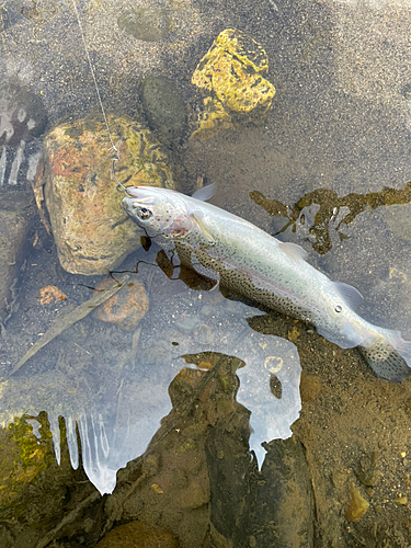 ニジマスの釣果