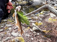 オショロコマの釣果