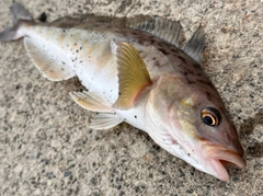 ホッケの釣果