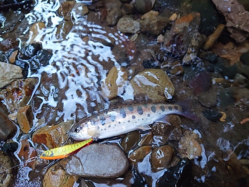 ヤマメの釣果