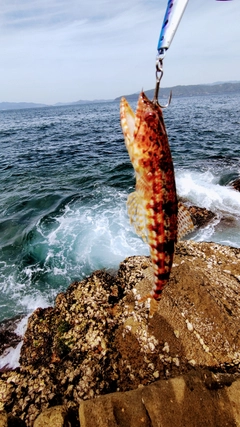 エソの釣果