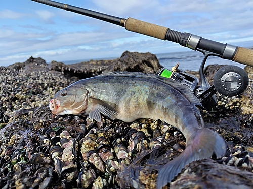 ホッケの釣果