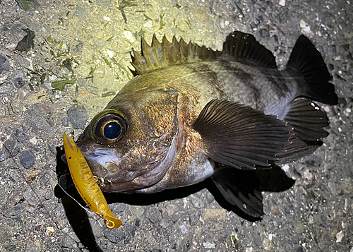 メバルの釣果