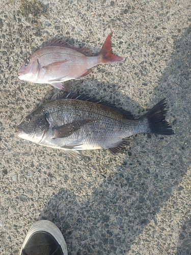 チヌの釣果