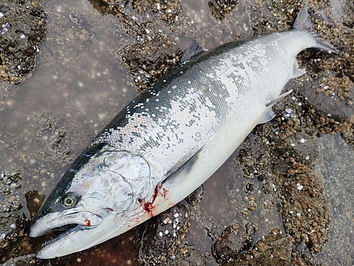 サクラマスの釣果