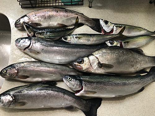 トラウトの釣果