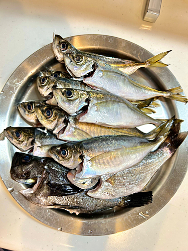 アジの釣果