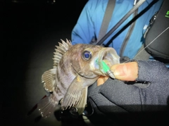 メバルの釣果