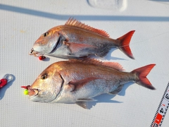 マダイの釣果