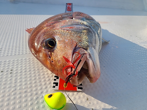 マダイの釣果