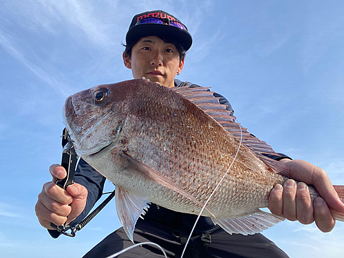 マダイの釣果