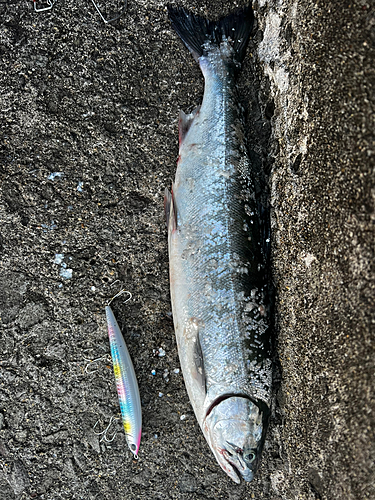 サクラマスの釣果