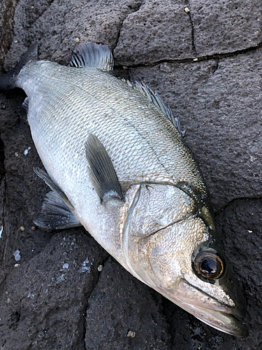 ヒラスズキの釣果