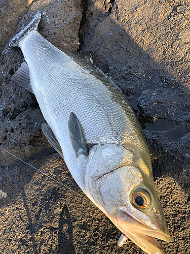 ヒラスズキの釣果