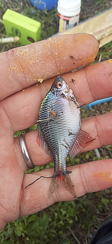 タイリクバラタナゴの釣果