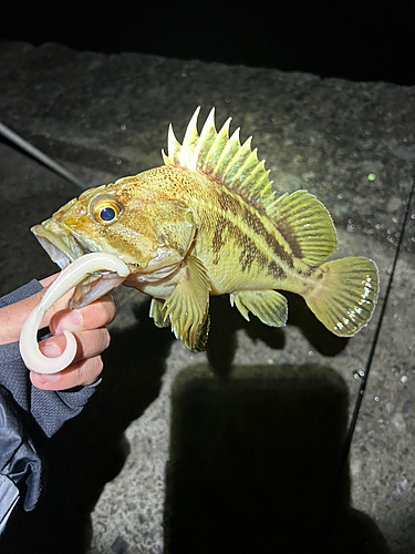 シマソイの釣果