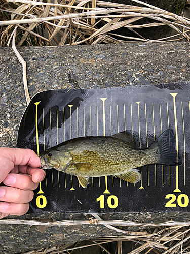 スモールマウスバスの釣果