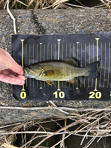 スモールマウスバスの釣果