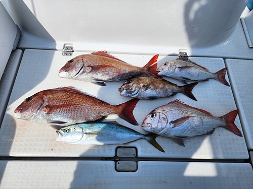 マダイの釣果