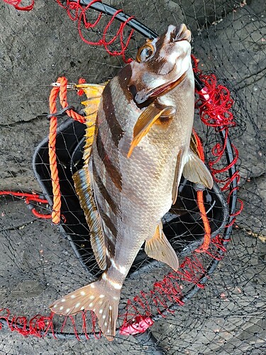 タカノハダイの釣果