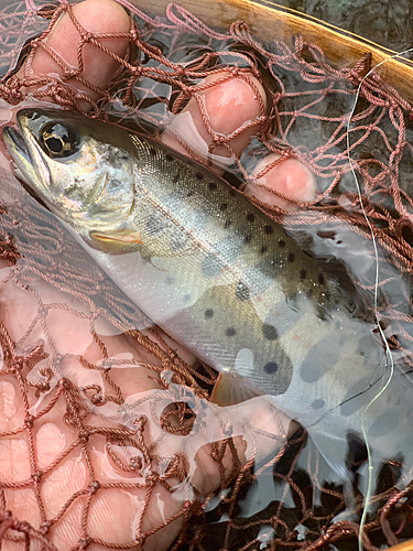 ヤマメの釣果