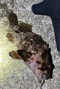 オウゴンムラソイの釣果