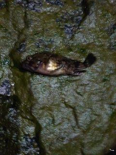 タケノコメバルの釣果