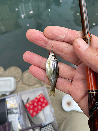 ヤリタナゴの釣果