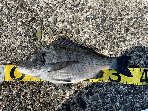 チヌの釣果