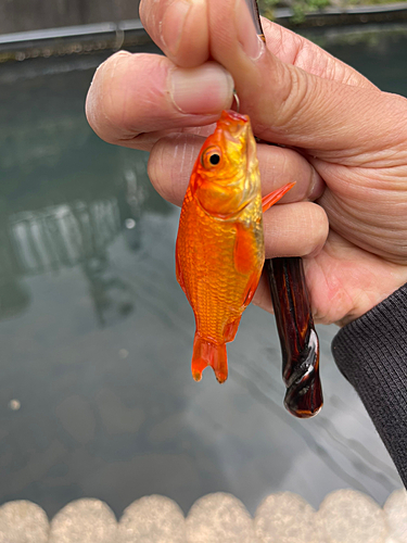 キンギョの釣果