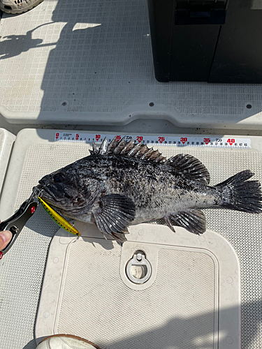 クロソイの釣果