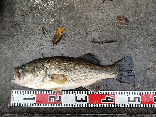 ブラックバスの釣果