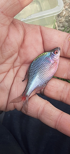 タイリクバラタナゴの釣果