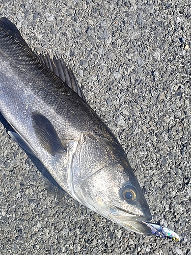 スズキの釣果