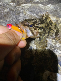 タケノコメバルの釣果