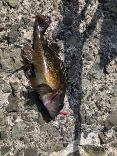 エゾメバルの釣果