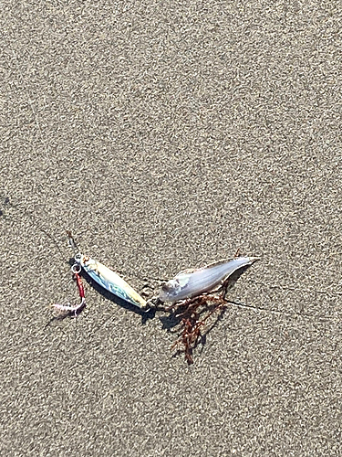 シタビラメの釣果