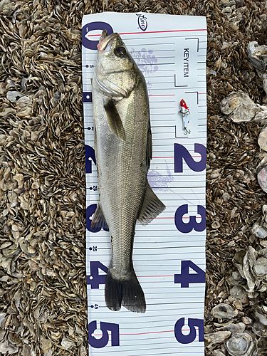 シーバスの釣果