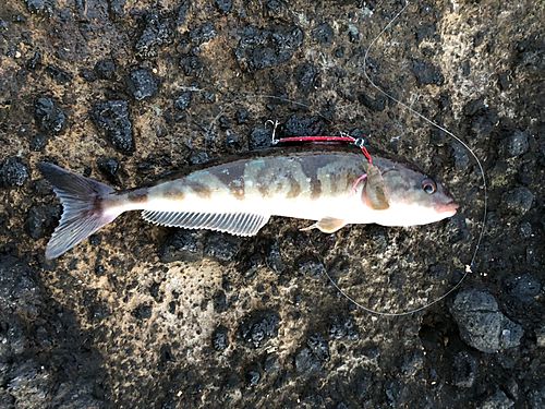ホッケの釣果